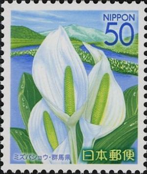 Colnect-4007-329-White-Skunk-Cabbage-of-Oze-National-Park---Gunma-Pref.jpg