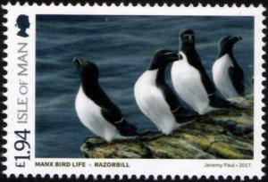 Colnect-5293-751-Razorbill-Alca-torda.jpg