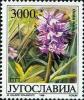 Colnect-2436-597-Orchis-simia-L.jpg