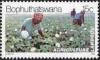 Colnect-1108-650-Picking-cotton.jpg