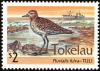 Colnect-1458-500-Pacific-Golden-Plover-Pluvialis-fulva-nbsp-.jpg