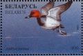 Colnect-1047-768-Common-Pochard-Aythya-ferina.jpg