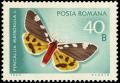 Colnect-5055-328-Matron-Pericallia-matronula.jpg