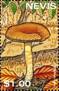 Colnect-2051-512-Pholiota-lenta.jpg