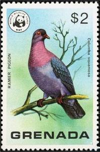 Colnect-1884-795-Scaley-naped-Pigeon-Patagioenas-squamosa.jpg