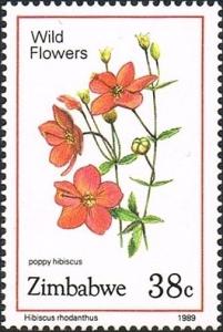 Colnect-4597-695-Poppy-Hibiscus.jpg