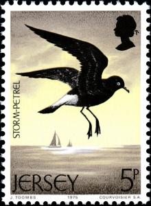 Colnect-5961-945-European-Storm-petrel-Hydrobates-pelagicus-.jpg