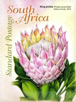 Colnect-1389-959-Protea-royale.jpg