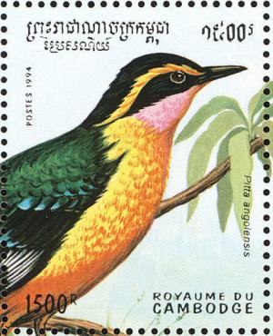 Colnect-1526-986-African-Pitta-Pitta-angolensis.jpg