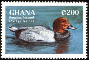 Colnect-1718-816-Common-Pochard-Aythia-ferina.jpg