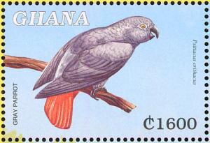 Colnect-1718-857-African-Grey-Parrot-Psittacus-erithacus.jpg