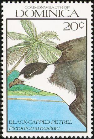 Colnect-1789-607-Black-capped-Petrel-Pterodroma-hasitata.jpg