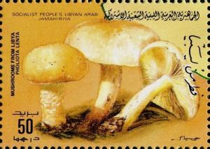 Colnect-2049-596-Pholiota-lenta.jpg