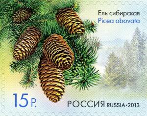 Colnect-2131-273-Picea-obovata.jpg