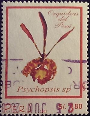 Colnect-2347-562-Psychopsis-sp.jpg