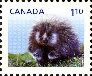 Colnect-2416-437-North-American-Porcupine-Erethizon-dorsatum.jpg