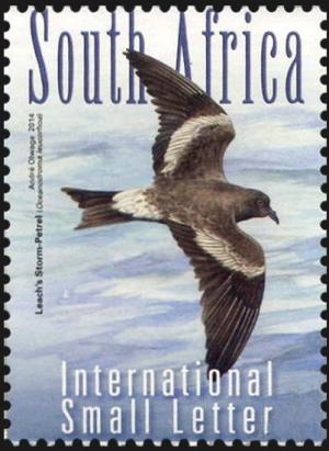 Colnect-2849-940-Leach-s-Storm-Petrel-Oceanodroma-leucorhoa.jpg