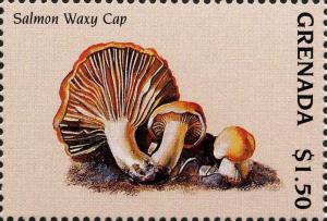 Colnect-3065-145-Hygrophorus-pratensis-Salmon-waxy-cap.jpg