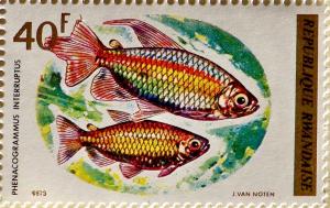 Colnect-3066-964-Congo-Tetra-Phenacogrammus-interruptus.jpg