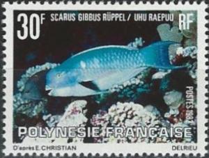 Colnect-3222-146-Heavyback-Parrotfish-Scarus-gibbus.jpg