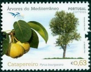 Colnect-4202-207-Iberian-pear-Pyrus-bourgaeana.jpg