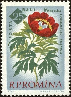 Colnect-4947-459-Peony-Paeonia-peregrina-Mill-var-romanica.jpg