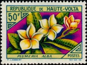 Colnect-507-628-Plumeria-alba.jpg