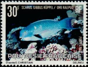 Colnect-5146-747-Heavyback-Parrotfish-Scarus-gibbus.jpg