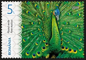 Colnect-5826-288-Green-Peafowl-Pavo-muticus.jpg