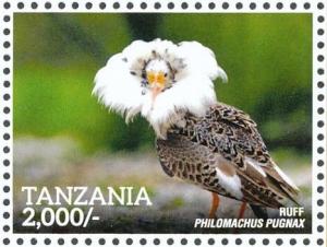 Colnect-5935-610-Ruff-Philomachus-pugnax.jpg