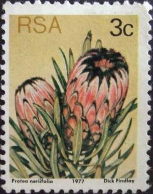 Oleanderleaf-protea-Protea-neriifolia.jpg