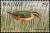 Colnect-3388-915-African-Pitta-Pitta-angolensis.jpg