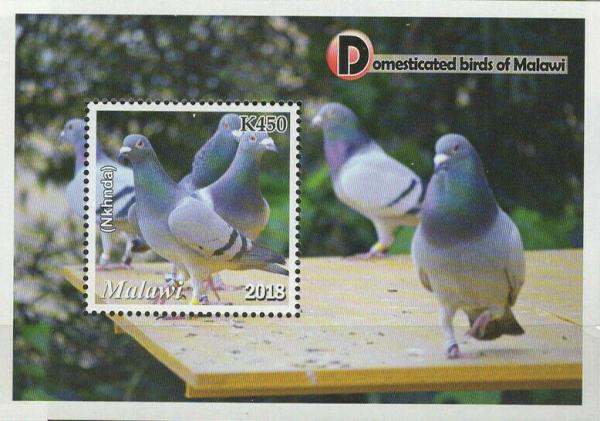 Colnect-6135-931-Pigeon-Nkhunda.jpg