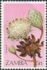 Colnect-3431-682-Protea-gaquedi.jpg