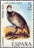 Colnect-601-845-Red-legged-Partridge-Alectoris-rufa.jpg