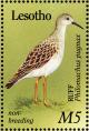 Colnect-1725-565-Ruff-Philomachus-pugnax.jpg