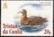 Colnect-2194-606-Southern-Giant-Petrel-Macronectes-giganteus.jpg