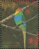 Colnect-3516-447-Ochre-marked-Parakeet-Pyrrhura-cruentata.jpg