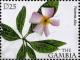 Colnect-6225-152-Plumeria-alba.jpg