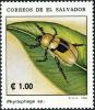 Colnect-5557-970-Phyllophaga-sp.jpg