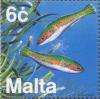 Colnect-131-351-Mediterranean-Rainbow-Wrasse-Coris-julis.jpg