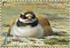 Colnect-3272-242-Ringed-Plover.jpg