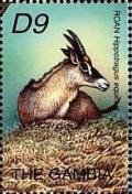 Colnect-4725-200-Roan-antelope.jpg