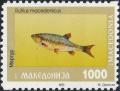 Colnect-5600-381-Macedonian-Roach-Rutilus-macedonicus.jpg