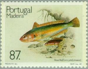 Colnect-186-506-Mediterranean-Rainbow-Wrasse-Coris-julis.jpg