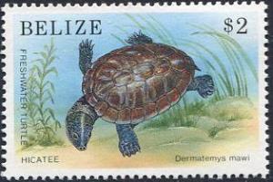 Colnect-2184-940-Central-American-River-Turtle-Dermatemys-mawaii-.jpg