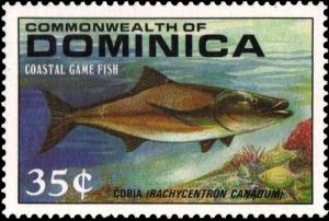 Colnect-2293-264-Cobia-Rachycentron-canadum.jpg