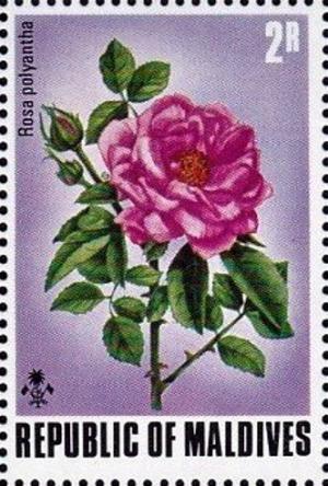 Colnect-4130-026-Rosa-polyantha.jpg