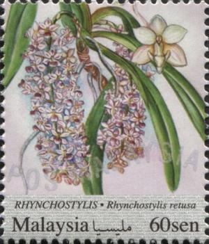 Colnect-4339-601-Rhynchostylis.jpg