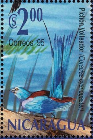 Colnect-4566-598-Blue-bellied-Roller-Coracias-cyanogaster.jpg